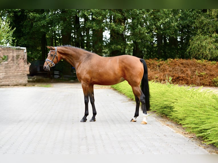 Rheinländer Giumenta 4 Anni 168 cm Baio in Visbek