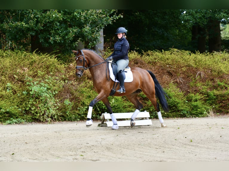 Rheinländer Giumenta 4 Anni 168 cm Baio in Visbek