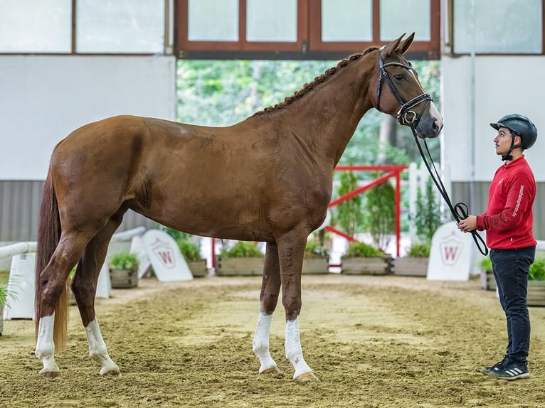 Rheinländer Giumenta 4 Anni 170 cm Sauro in Mnster-Handorf