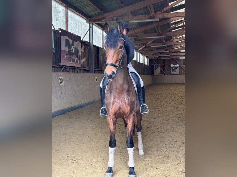 Rheinländer Giumenta 4 Anni 171 cm Baio in Kranenburg