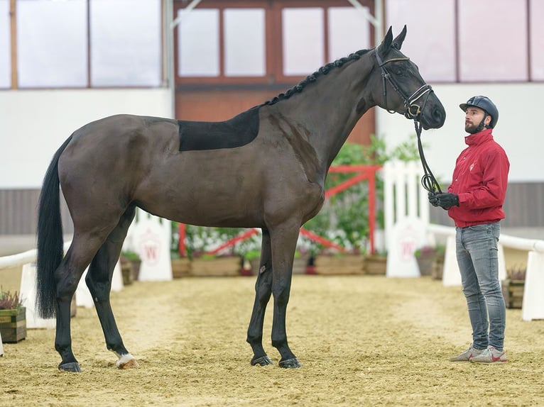 Rheinländer Giumenta 4 Anni Baio nero in Münster-Handorf