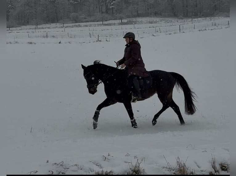 Rheinländer Giumenta 5 Anni 161 cm Baio nero in Liebenau