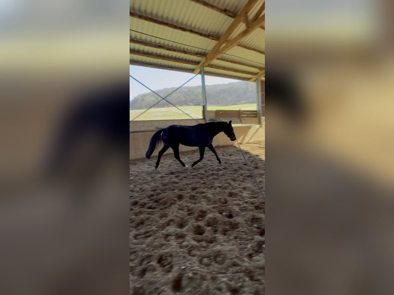 Rheinländer Giumenta 5 Anni 161 cm Baio nero in Liebenau