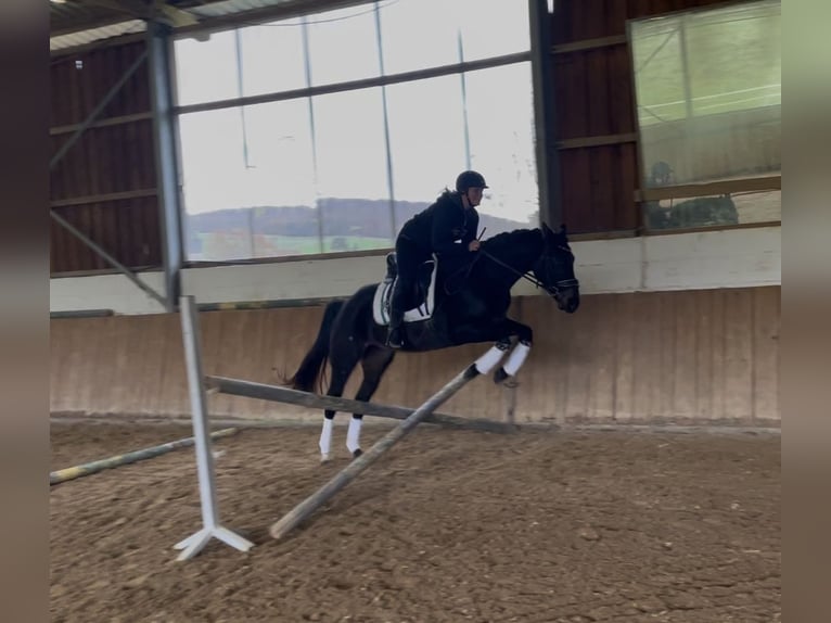 Rheinländer Giumenta 5 Anni 161 cm Baio nero in Liebenau