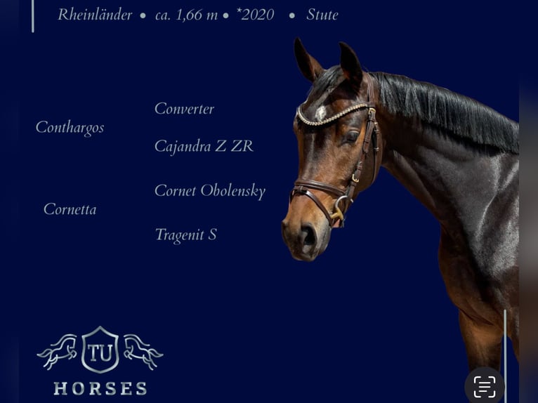 Rheinländer Giumenta 5 Anni 165 cm Baio scuro in Uedem