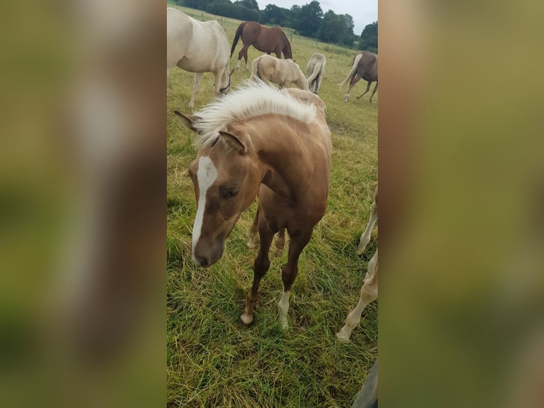 Rheinländer Giumenta 5 Anni 168 cm Palomino in Aachen