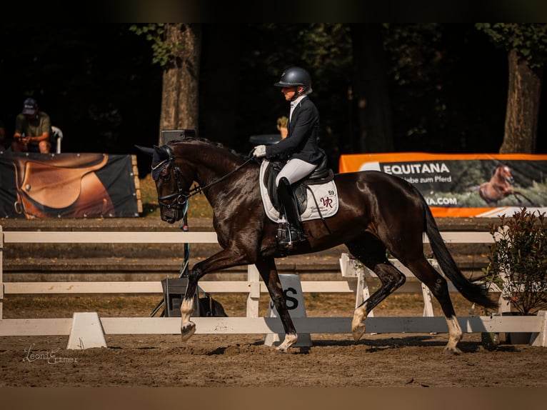 Rheinländer Giumenta 5 Anni 172 cm Baio nero in VlothoVltoh