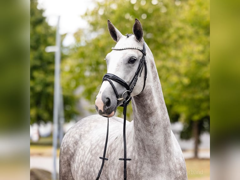 Rheinländer Giumenta 6 Anni 164 cm Sauro in Verden
