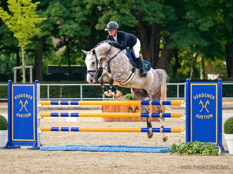 Rheinländer Giumenta 6 Anni 164 cm Sauro in Verden