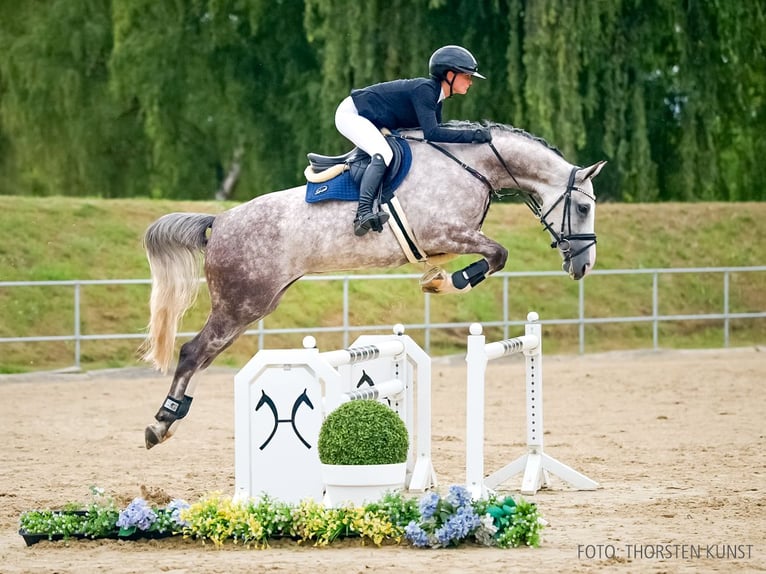 Rheinländer Giumenta 6 Anni 164 cm Sauro in Verden