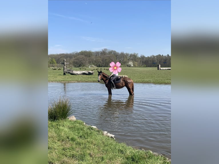 Rheinländer Giumenta 6 Anni 165 cm Sauro in Bonn
