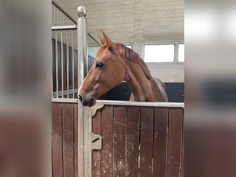 Rheinländer Giumenta 6 Anni 165 cm Sauro in Bonn