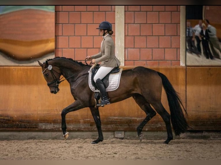 Rheinländer Giumenta 6 Anni 169 cm Baio in Eschweiler