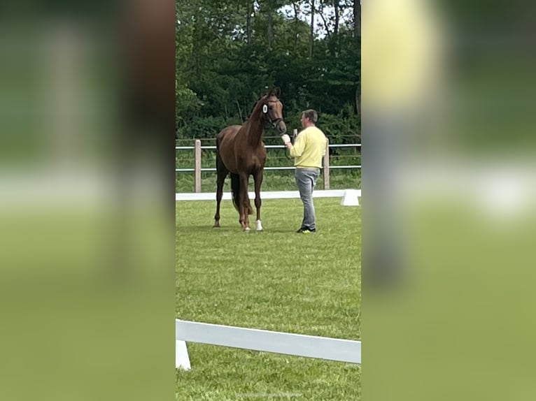 Rheinländer Giumenta 6 Anni 170 cm Sauro scuro in Dornum