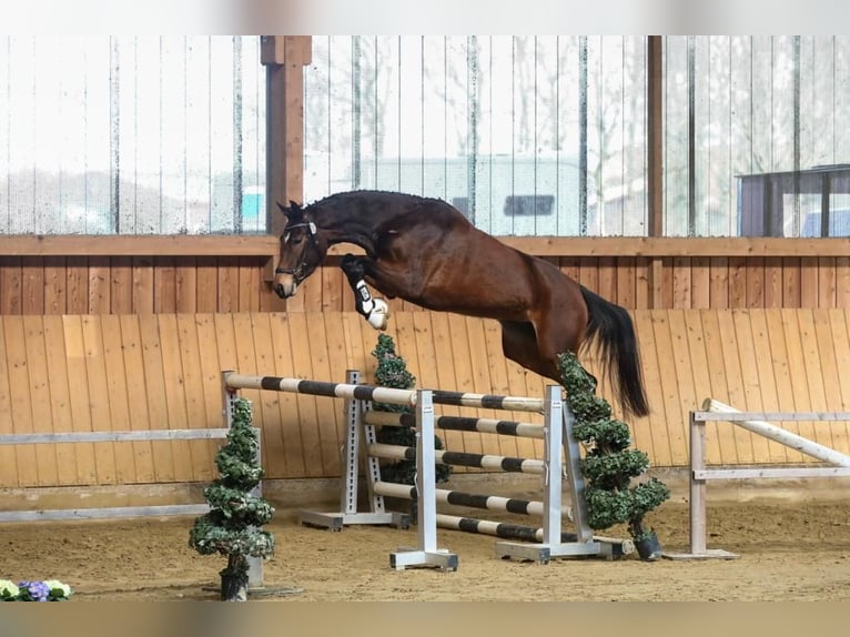 Rheinländer Giumenta 6 Anni 171 cm Baio in Alpen