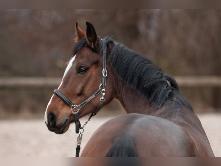 Rheinländer Giumenta 7 Anni 160 cm Baio in Euskirchen