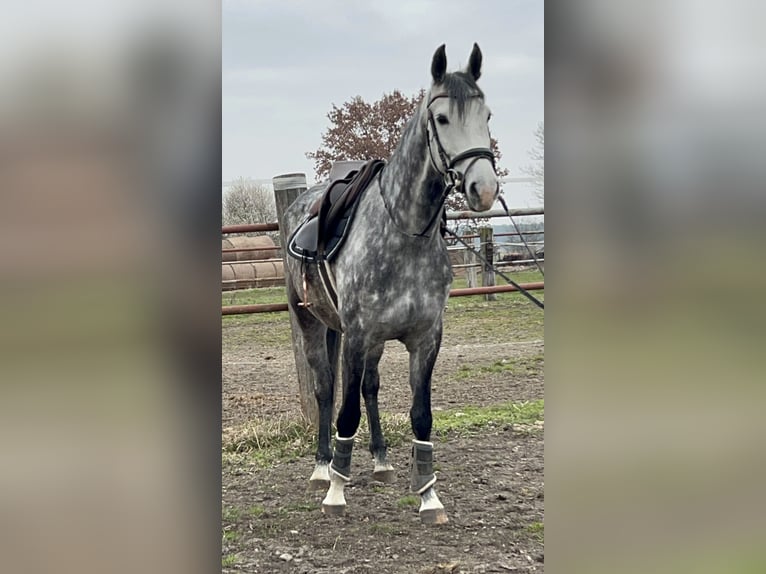 Rheinländer Giumenta 7 Anni 162 cm Grigio pezzato in Dedeleben