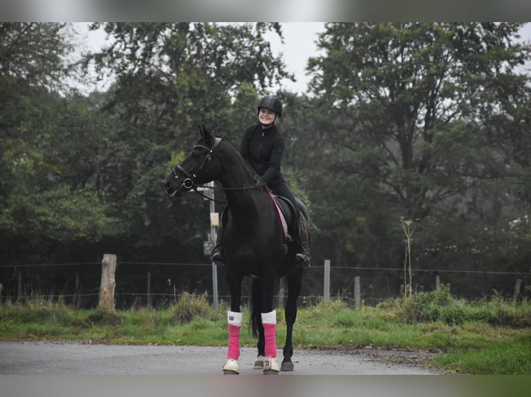 Rheinländer Giumenta 7 Anni 165 cm Morello in Schermbeck