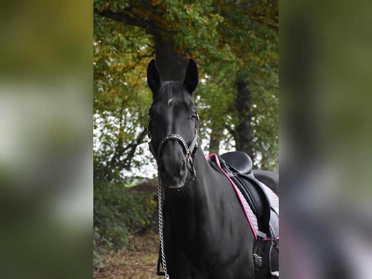 Rheinländer Giumenta 7 Anni 165 cm Morello in Schermbeck