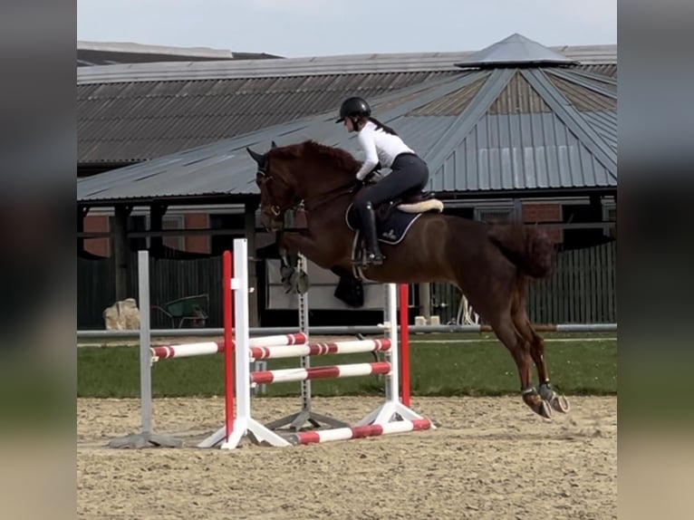 Rheinländer Giumenta 7 Anni 166 cm Sauro in Grevenbroich