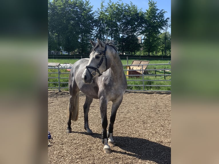 Rheinländer Giumenta 7 Anni 167 cm Grigio pezzato in Simmerath