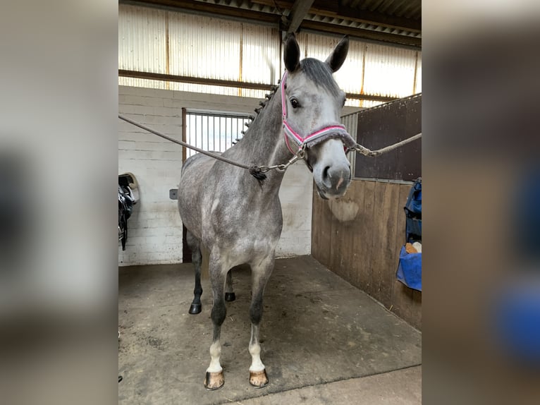 Rheinländer Giumenta 7 Anni 167 cm Grigio pezzato in Simmerath