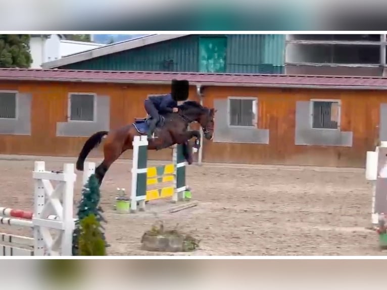 Rheinländer Giumenta 7 Anni 168 cm Baio in Uerkheim