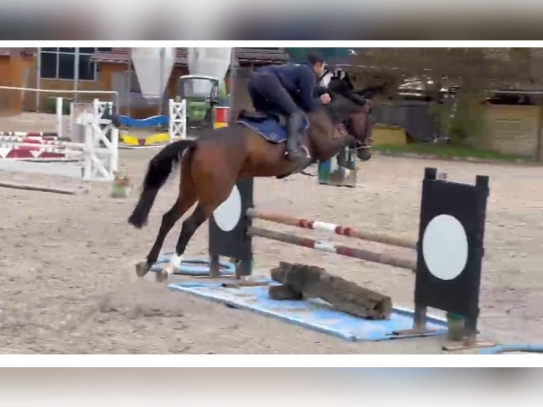 Rheinländer Giumenta 7 Anni 168 cm Baio in Uerkheim