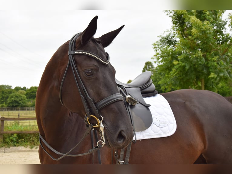 Rheinländer Giumenta 7 Anni 168 cm Morello in Ratingen