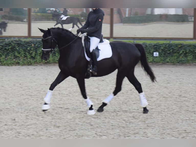 Rheinländer Giumenta 7 Anni 168 cm Morello in Ratingen