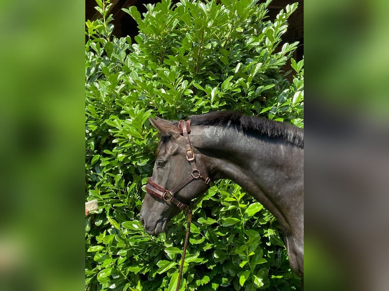 Rheinländer Giumenta 7 Anni 168 cm Morello in Bergen (Dumme) Bergen