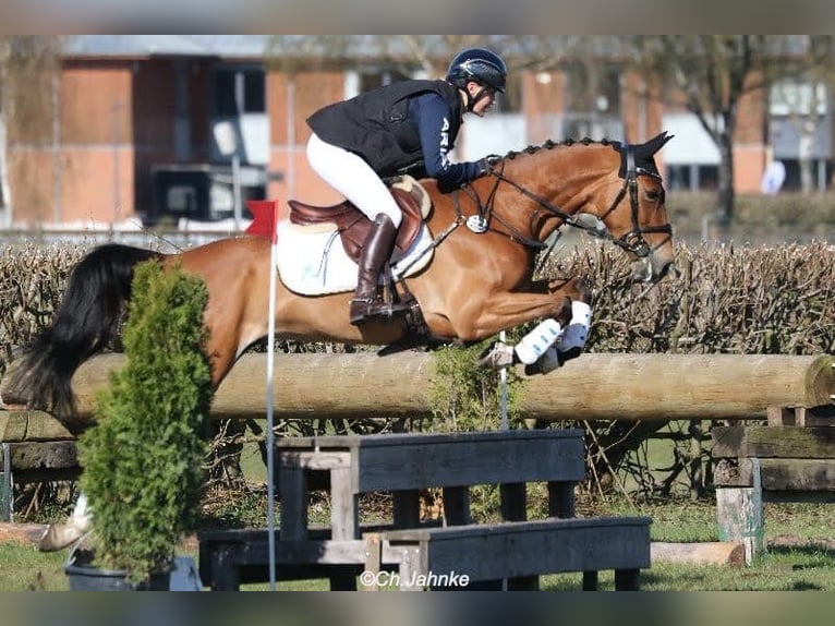 Rheinländer Giumenta 8 Anni 165 cm Baio scuro in Neustadt am Rübenberge