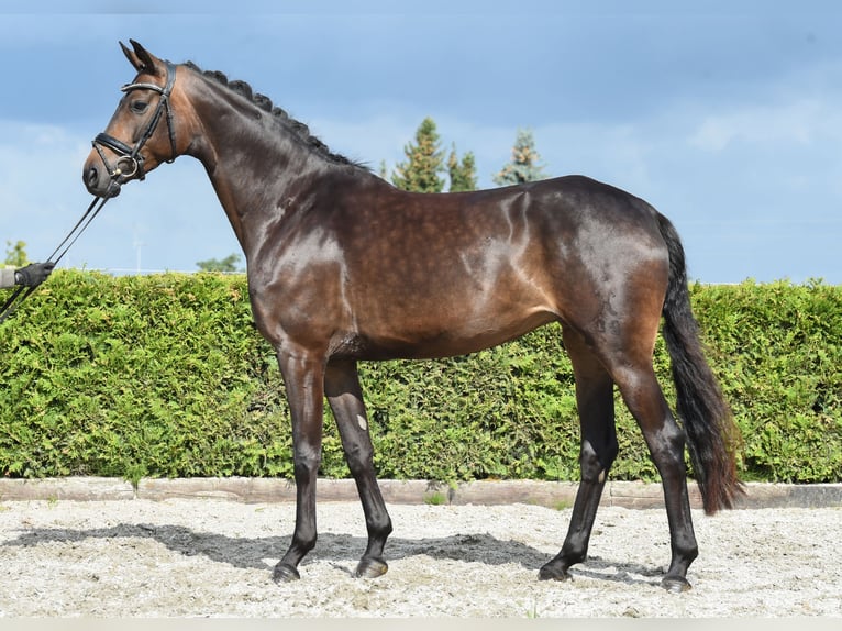 Rheinländer Giumenta 8 Anni 168 cm Baio scuro in Tiddische