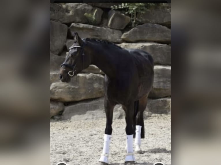 Rheinländer Giumenta 8 Anni 169 cm Baio nero in Windhagen