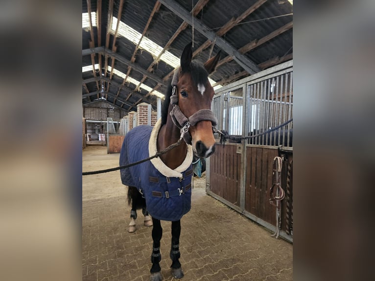 Rheinländer Giumenta 9 Anni 162 cm Baio in Baesweiler