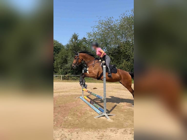 Rheinländer Giumenta 9 Anni 164 cm Baio in Frankfurt am Main