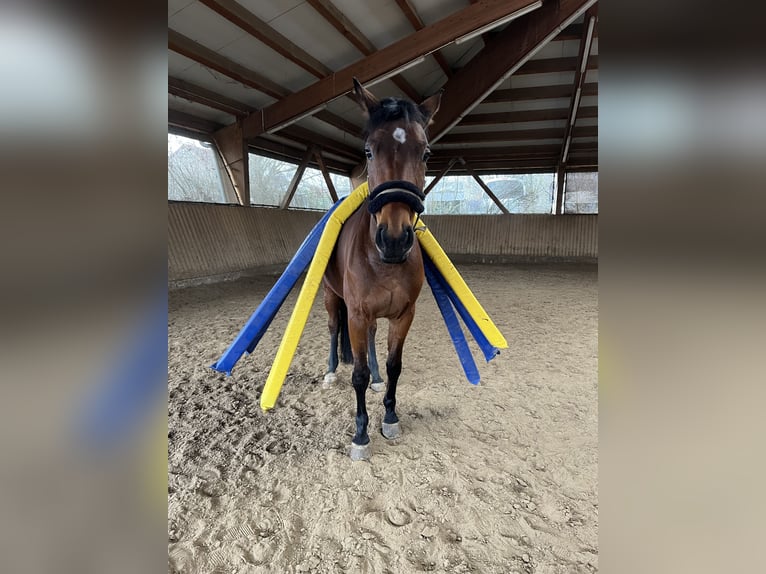 Rheinländer Giumenta 9 Anni 164 cm Baio in Frankfurt am Main
