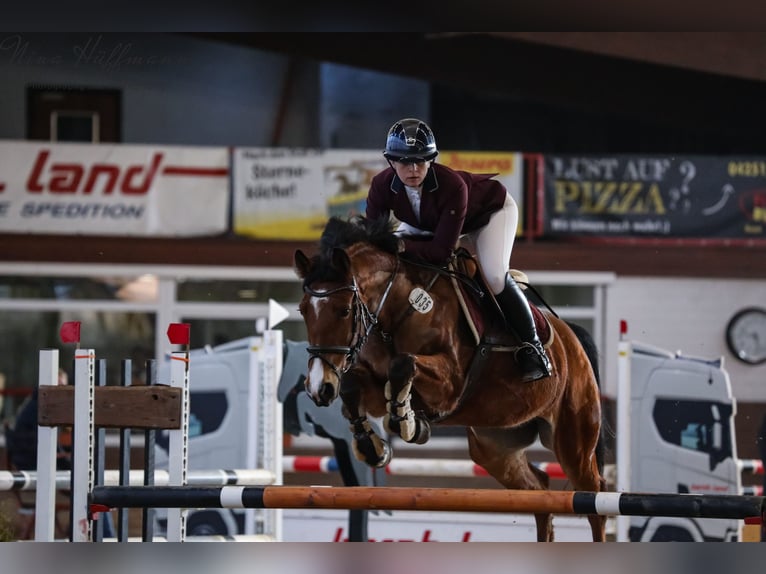 Rheinländer Giumenta 9 Anni 165 cm Baio in Seelze