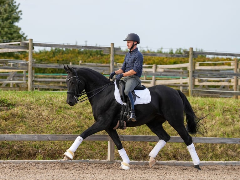 Rheinländer Giumenta 9 Anni 165 cm in Pulheim