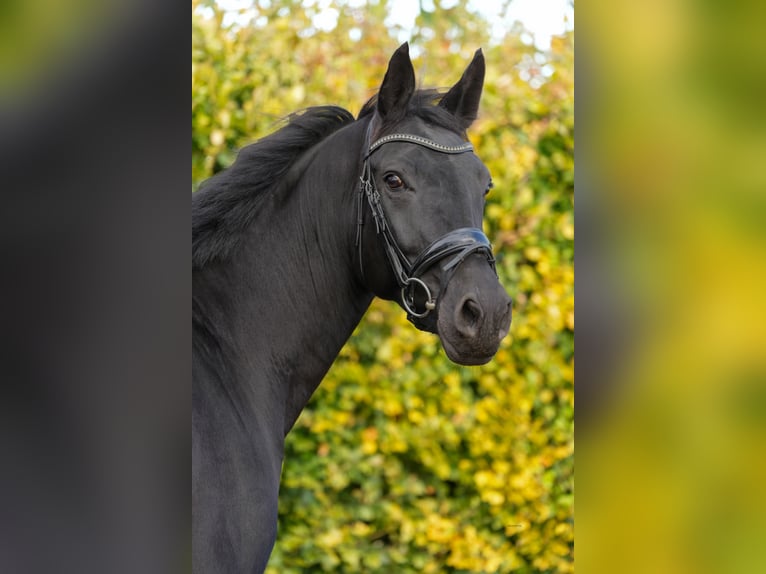 Rheinländer Giumenta 9 Anni 165 cm in Pulheim