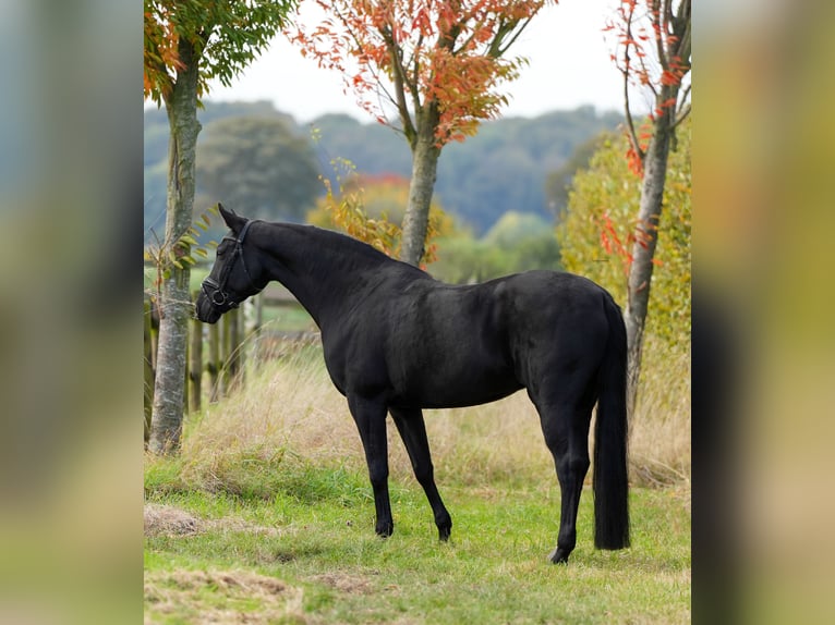 Rheinländer Giumenta 9 Anni 165 cm in Pulheim