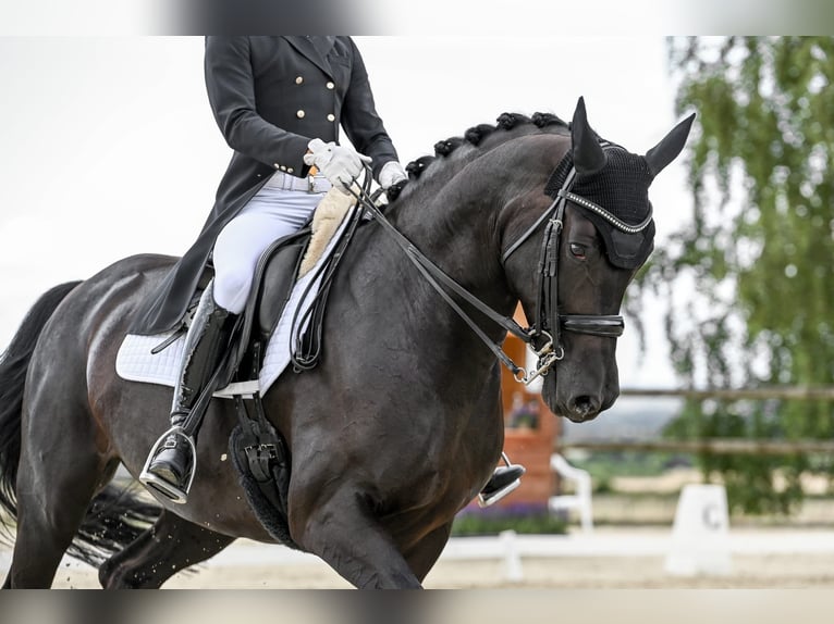 Rheinländer Giumenta 9 Anni 165 cm Morello in Pulheim