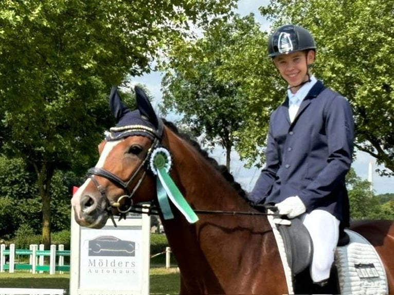 Rheinländer Giumenta 9 Anni 166 cm Baio in Nettetal