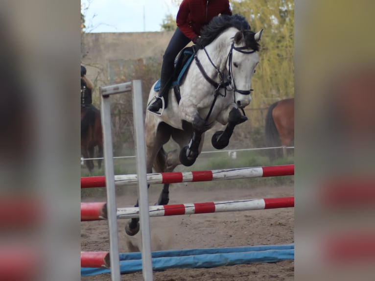 Rheinländer Giumenta 9 Anni 166 cm Grigio in Ziepel