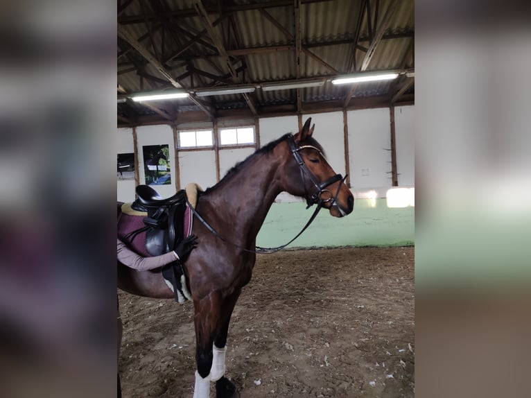 Rheinländer Giumenta 9 Anni 168 cm Baio in M&#xFC;hlenberge