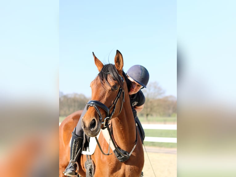 Rheinländer Giumenta 9 Anni 170 cm Baio in Kempen