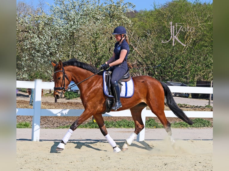 Rheinländer Giumenta 9 Anni 170 cm Baio in Kempen