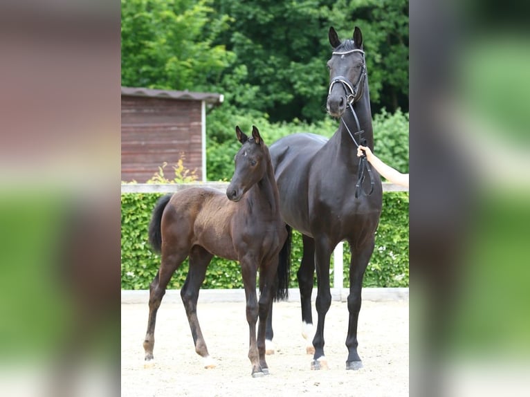 Rheinländer Giumenta 9 Anni 172 cm Morello in Dresden Gompitz