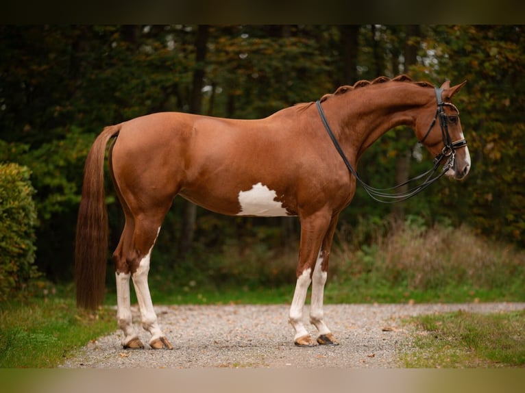 Rheinländer Giumenta 9 Anni 175 cm Sauro in Wehringen