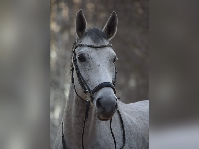 Rheinländer Giumenta 9 Anni Grigio trotinato in Lauenau Lauenau